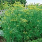 properties of dill fragrant fruits